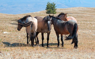 Obraz premium Small herd of Wild Horses on Sykes Ridge in the Pryor Mountains Wild Horse Range in Montana United States