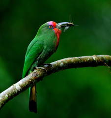 Red-bearded bee-eater (Nyctyornis amictus) picking wasp meal in his beaks to feeding its chicks in the nest, fascinated animal in Thailand