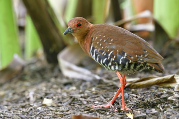 Red-legged crakes (Rallina fasciata) beautiful brown brid with red leg and eye still standing on ground, fascinated nature