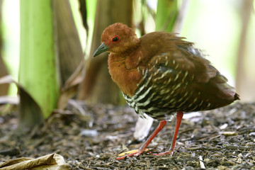 Red-legged crakes (Rallina fasciata) red leg and eye with puffy feathers while standing on ground, fascinated animal