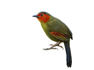 Scarlet or Red-faced Liocichla (Liocichla ripponi) fascinated red cheek and wings bird with yellow to gold body feathers isolated on white background, exotic animal