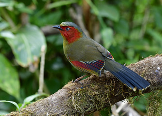 Scarlet or Red-faced Liocichla (Liocichla ripponi) beautiful red cheek and wings with golden body...