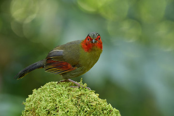 Scarlet or Red-faced Liocichla (Liocichla ripponi) fascinated red cheek and wings with yellow body color on mossy grass perching in jungle, exotic animal