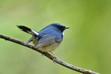 Slaty-blue flycatcher (Ficedula tricolor) lovely little blue bird perching on torn vine showing back view profile, exotic nature