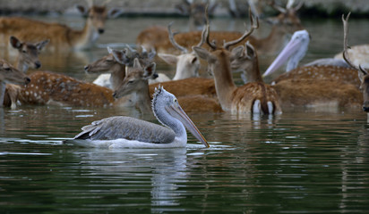 Spot-billed pelican swimming in lake surrounded by bathing deers, lovely animal living together