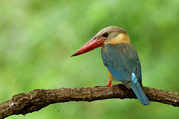 stork-billed kingfisher (Pelargopsis capensis) beautiful pale blue wing light brown head and big red beak perching on wood branch expose over fine blur green background