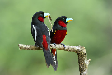 Sweet couple of Black-and-red broadbill (Cymbirhynchus macrorhynchos) beautiful black and red bird perching on wooden branch while nesting in breeding season, exotic animal