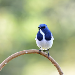 White and blue bird, Superciliaris ficedula (Ultramarine Flycatcher) lovely perching on curve wooden branch over fine green background in nature