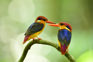 Sweet pair of Black-backed or Oriental dwarf kingfisher (Ceyx erithaca) colorful birds perching together on wooden branch in breeding season at Kaeng krachan national park, exotic animal