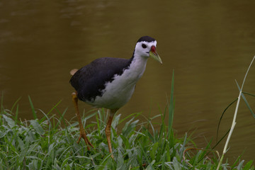 white-breasted waterhen (Amaurornis phoenicurus) waterbird of rail and crake family walking on grass ground beside swamp pond, fascinated nature