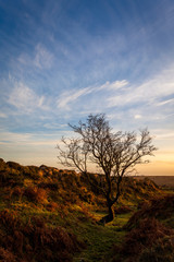 Fototapeta na wymiar Tree on Dartmoor national park near Staple Tor