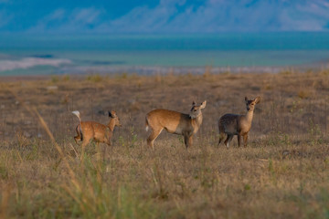 Family of Barking Deer - Corbett National Park
