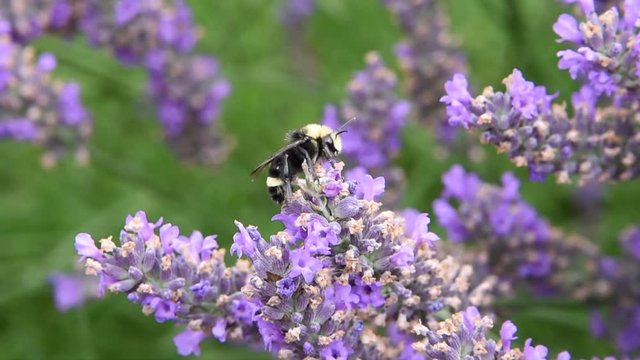 HD video of one Bumble bees resting on french lavender flowers. Bumblebees have round bodies covered in soft hair called pile, making them appear and feel fuzzy.