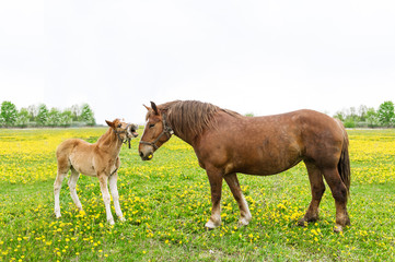 Two horses, foal and mother on the green meadow with dandelions