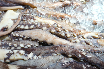 freshly frozen squid 