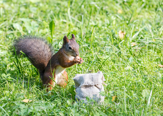 young red squirrel standing in green grass and eating nut from sackcloth bag
