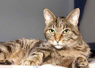Portrait of a senior tabby cat laying on a bed, part of window in background, looking at viewer. Copy space
