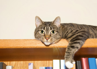 Young tabby cat grey and tan with white paws laying on the top of a bookshelf looking at viewer as if guarding books. Copy space.