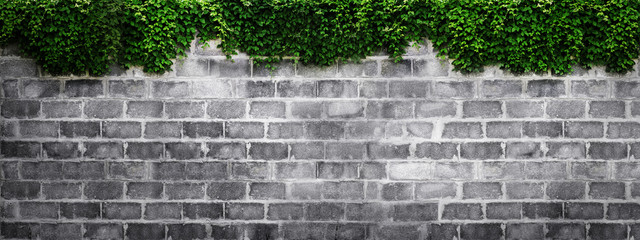 brick wall with green leaf