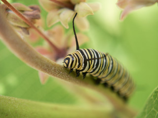 Monarch Caterpillar on Milkweed