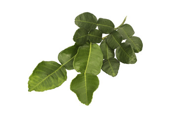 fresh bergamot leaf isolated on white background