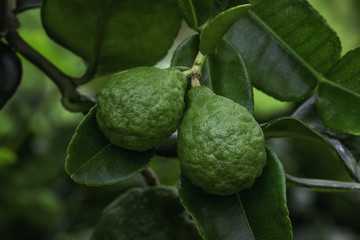 Fototapeta premium Double Kaffir Lime on branch with leaf