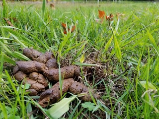 Massive brown dog poop turd shit pile on green grass in the backyard