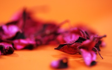 Dried pink petals closeup blur orange texture background