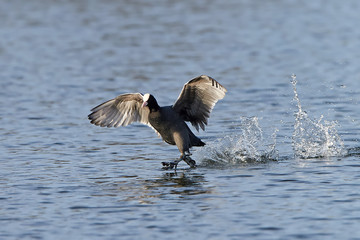 Eurasian coot (Fulica atra)