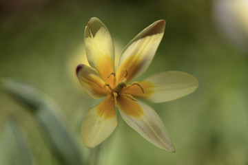 Tulip (flower Tulip)