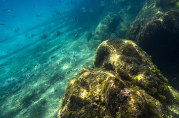 Underwater landscape with rocks and fish