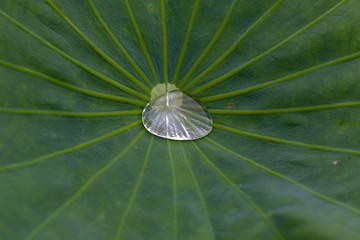 Water trapped on leaf after a storm