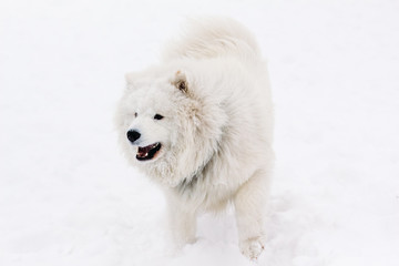 Dog Samoyed on Snow in Winter