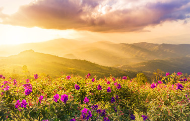 Fototapeta premium sunset landscape view at mountains doi chang mup Chiangrai,nothern Thailand selective focus at pink impatiens balsamina flowers 