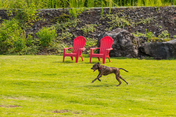 Dog running through park