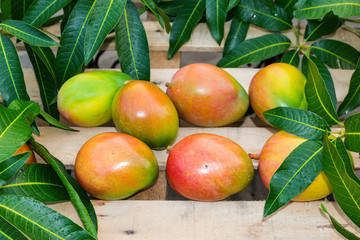 mango fruta fresca