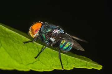 Fly detail