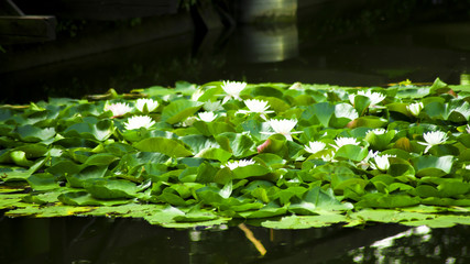 Nénuphars en fleurs