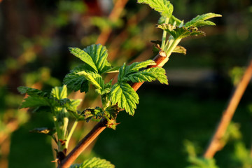 A beautiful branch and leaves of raspberry bush in our garden in golden hour for more pretty atmosphere
