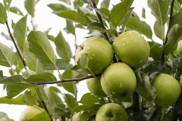 Rain drops on apples on the tree.