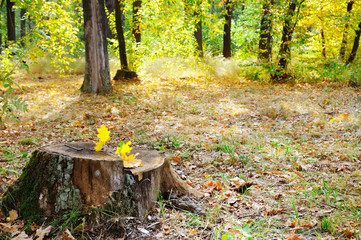 Old tree stump in autumn park.