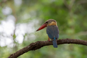 Stork-billed Kingfisher ; Pelargopsis capensis
