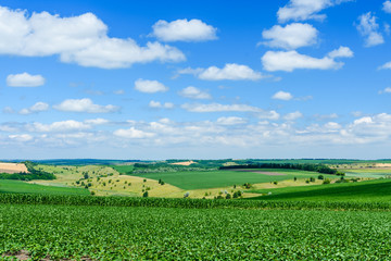 Beautiful landscape with green fields under blue sky