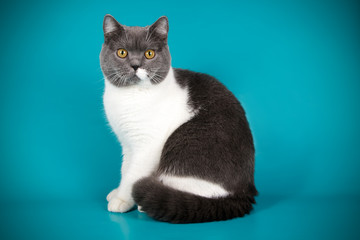 photography of a British cat on colored backgrounds
