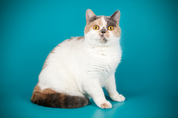 Fototapeta na wymiar photography of a British cat on colored backgrounds