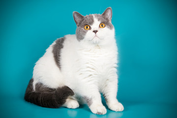 photography of a British cat on colored backgrounds