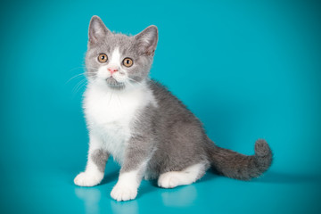 Obraz premium photography of a British cat on colored backgrounds