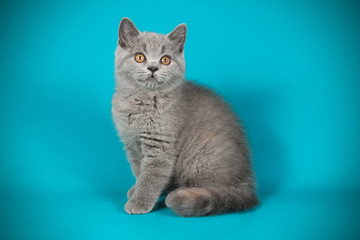 photography of a British cat on colored backgrounds