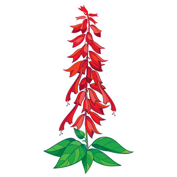 Vector bunch with outline red Salvia splendens or Scarlet sage flower, bud and ornate green leaf isolated on white background. Drawing of tropical plant Salvia in contour for summer design.