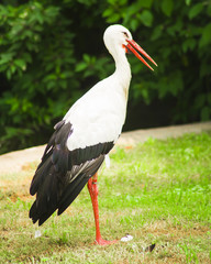 Stork on the background of a green meadow
